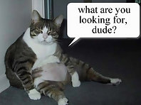 funny cats lol_2