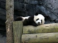 Cute panda