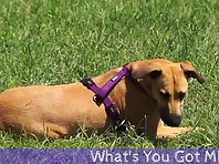 Funny Dog MIA Scares Owner With a Snake!