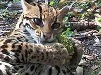 BIG CATS vs Pumpkins!