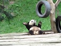 Dancing Panda