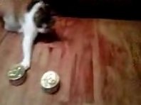 Smarty Cat - Cat Picks Her Own Food