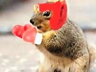 Funny Squirrels