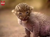 Dog lives with piglet and leopard