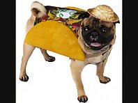 Cute Dog Costumes