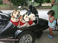 Motorcycle Dogs!