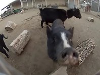 Stunt Pigs