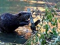 Beaver in the water