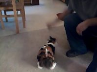 Bella the Fetching Cat