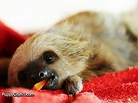 Baby Sloth!