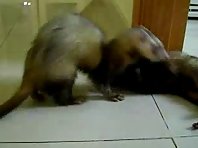 Ferret kung fu fighting