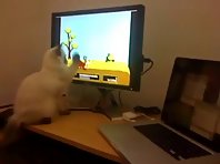 Cat Playing Duck Hunt