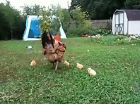 Chickens!!