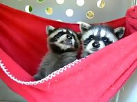 Raccoon in a hammock