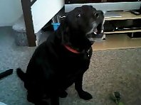 black labrador singing