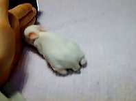 One week old Bunny