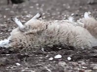 Sheep that can't get up