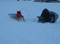 Dog Jacks Kid's Sled