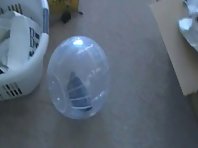 Pet Pigeon Walks and Rolls Inside Hamster Exercise Ball