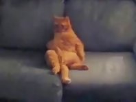 Garfield Is Real