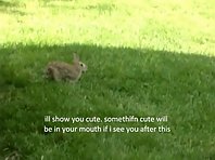 Cute Bunny