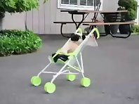 Pug Puppy Pushes Baby Stroller!!!