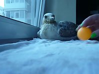 Mojo, the funny seagull plays ping pong!