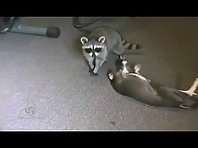 Curious Raccoon