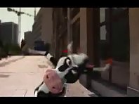 Cow sings MOOH