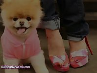 Boo The Dog Goes Shopping!