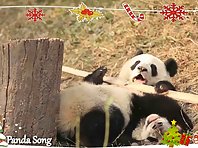 Merry Christmas and Happy New Year from Giant Pandas!