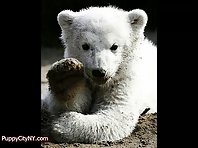 Knut The Polar Bear - A Tribute