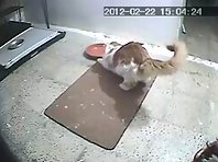 Cat sliding on a mat