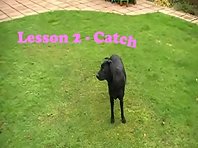 Millie's Training Guide - Lesson 2