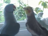 Parrot Wants Kiss From Cockatiel !