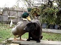 DUCK VS DOG