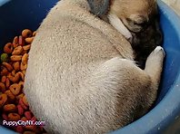 Pets Falling Asleep While They Eat!