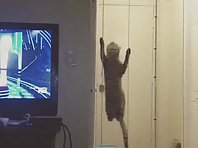 Spider cat