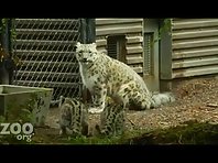 Snow Leopard Kittens