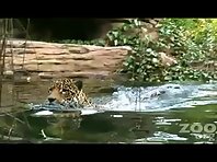 Swimming Jaguar