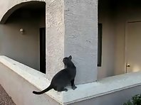 Spidercat