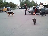 Cat runs up and attacks a dog
