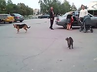 Cat runs up and attacks a dog