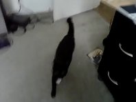 cat plays fetch