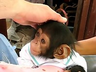 Big eared monkey