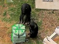 Chimpanzee Problem Solving by Cooperation