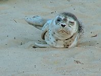 Baby seal taking a nap