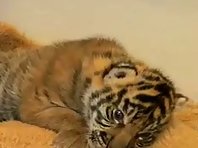 Baby Tiger