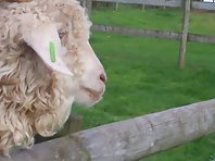 Sheep sticks out his tongue