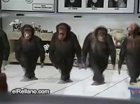 5 funny monkeys dancing